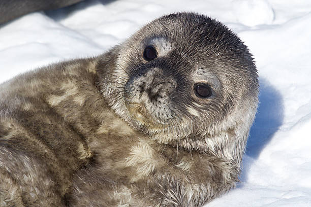 istock recently born pup Weddell seals which lies on her back 503704789