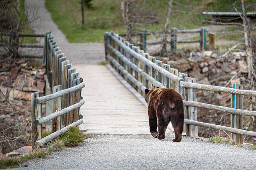 encounter with a grizzly bear (Ursus arctos horribilis) on a trail in Waterton National Park, Alberta, Canada - photo series 4 of 4