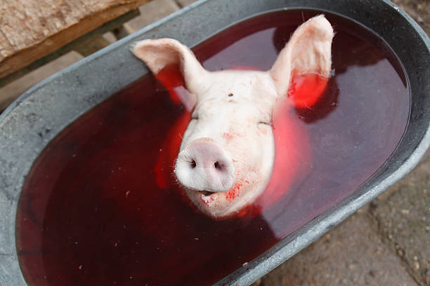 The head of a pig, focus on the snout (Shallow DOF).