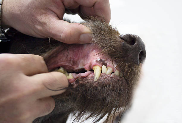istock Veterinarian examining dog teeth 503705844