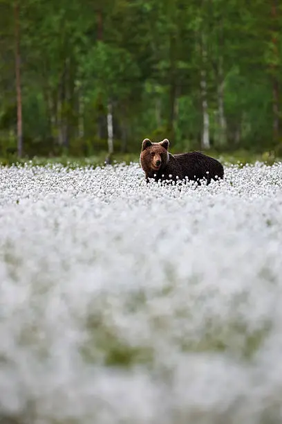 Brown Bear in a finnish  marsh with a lot of cotton grass