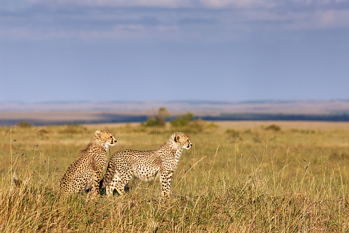 Two beautiful and young brothers of cheetahs in the African savanna look into the distance
