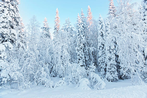 istock Sunny summits of the trees in snow covered forest 503707578