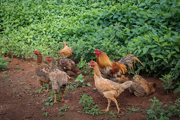 Hick chickens in soy field plantation
