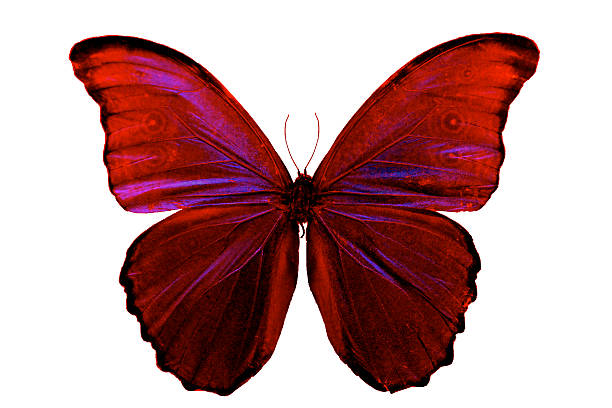 mariposa alas de insectos hermosa rosa roja aislada sobre fondo blanco - lime butterfly fotografías e imágenes de stock