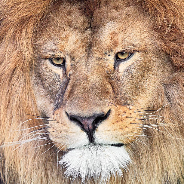 istock Lion close-up portrait 503708912