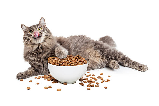 Lazy Cat Eating Big Bowl of Food stock photo