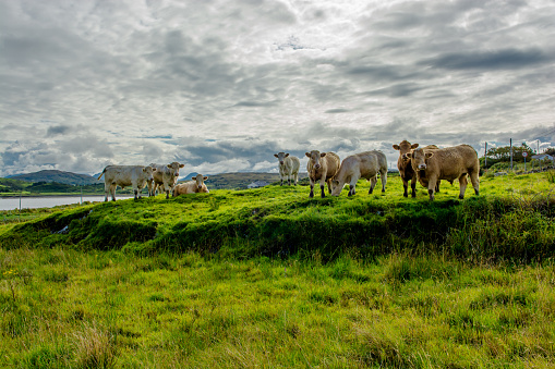 Herd Of Cattle On Pasture In Ireland