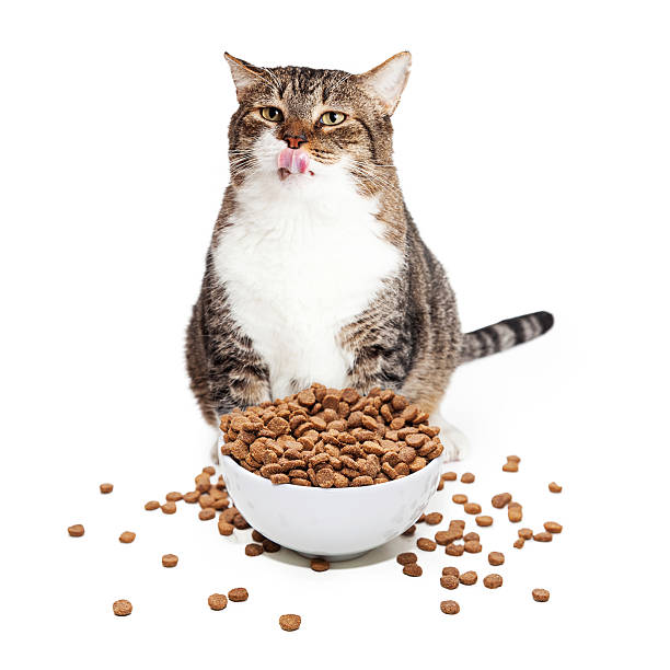 Fat Cat Eating Heaping Bowl of Food Overweight adult cat sitting with a large overflowing bowl of dry food while licking its lips big fat lips stock pictures, royalty-free photos & images