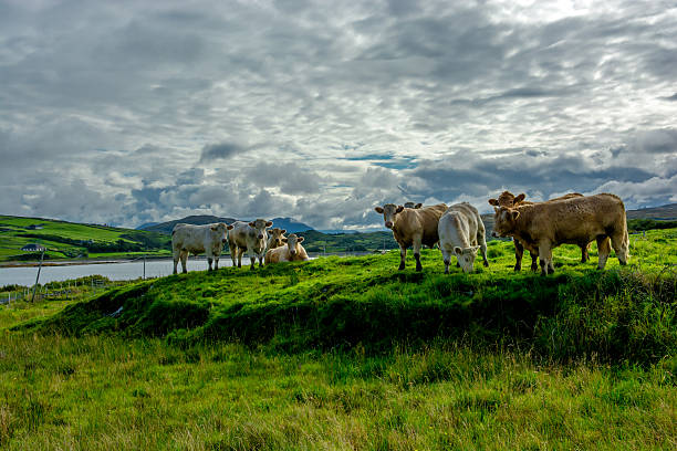 Beautiful brown cow on the Burren in County Clare Ireland.