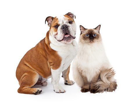 A young nine month old English Bulldog and a beautiful Ragdoll cat sitting together against a white background and looking at the camera