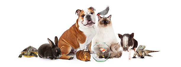 istock Collection of Domestic Pets Together 503710326