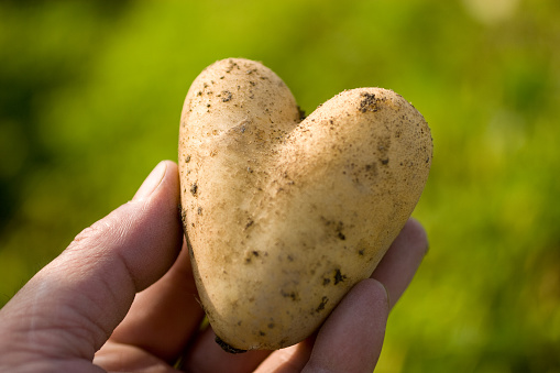 Heart-shaped potato.
