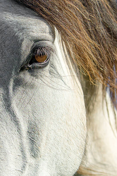 istock Eye Of A White Horse 503710560