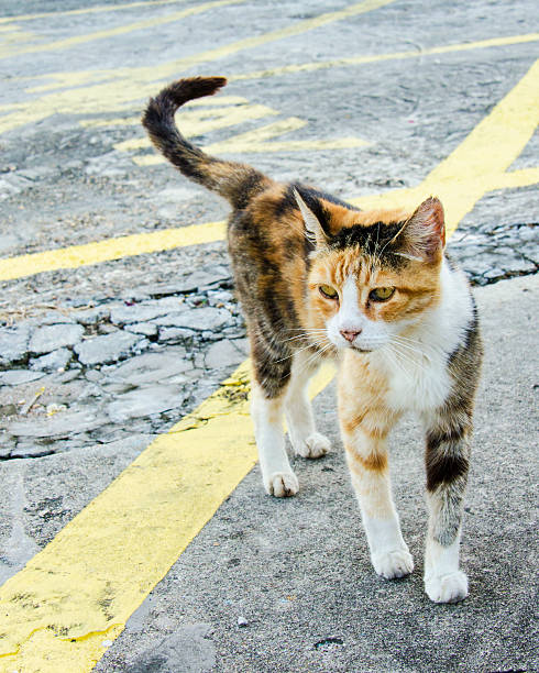 istock Closeup of a Stray Kitty in New Orleans 503710932