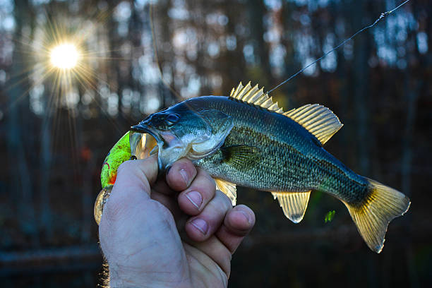 istock small bass with sun 503711060