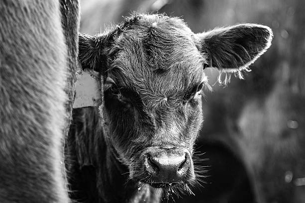 istock Black and White Calf peeking from behind his dam 503712676