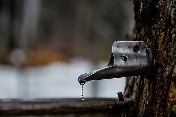 maple sap drips in bucket - maple syrup tree sap stock-fotos und bilder