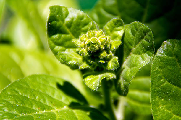 close up of tobacco plant bud Close up view of Tobacco plant leaves and flower bud. Nicotiana rustica also  known as Brazilian and Aztec Tobacco, Used in shaman ceremonies. nicotiana rustica photos stock pictures, royalty-free photos & images
