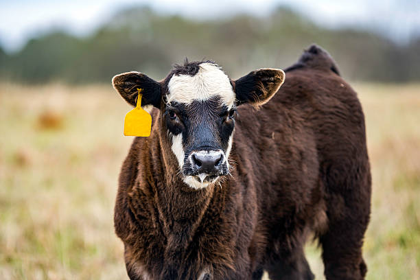 istock Black and white calf three-quarter view 503713208