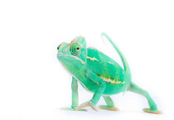 Photo of Chameleon with funny expression