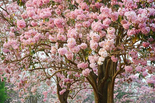 Pink Trumpet Tree Pink garden park ( Pink Trumpet Tree) tabebuia heterophylla stock pictures, royalty-free photos & images