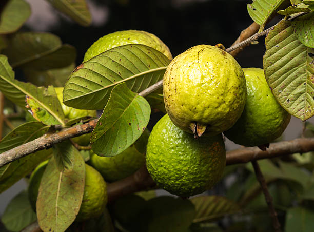 istock Fresh green Guava 503713750