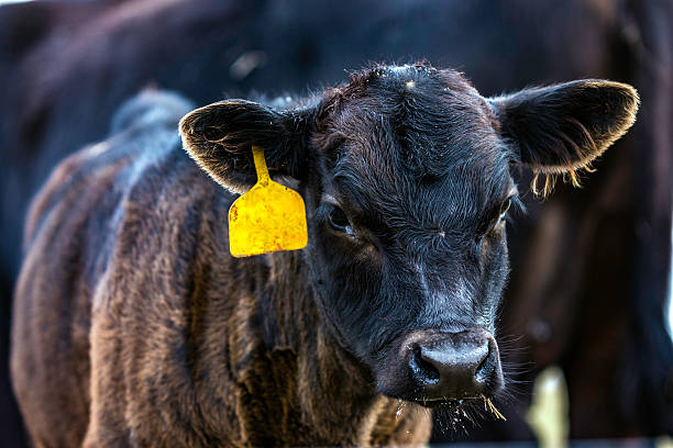istock Black Angus calf close up 503713802