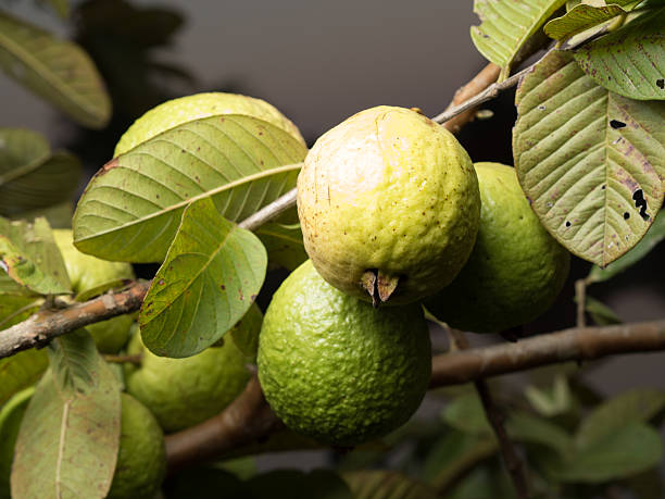 istock Fresh green Guava 503713960