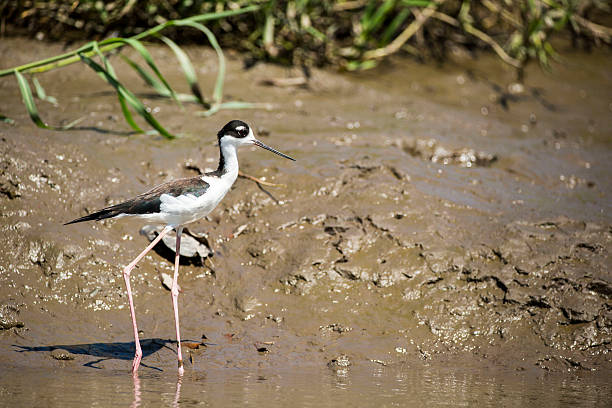 himantopus himantopus mexicanus in palo verde national park - himantopus himantopus mexicanus stock-fotos und bilder