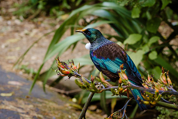 tui - wellington new zealand zdjęcia i obrazy z banku zdjęć