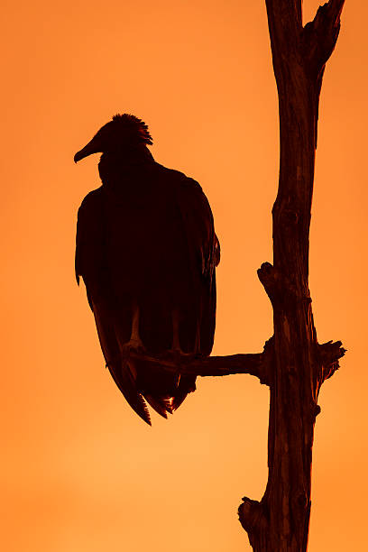 istock Black Vulture Roosting in a Tree at Sunset - Florida 503714774