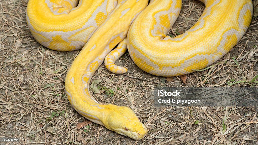 Goldne Python Gold Pythonreticulated Python Stock Photo - Download Image Now - iStock
