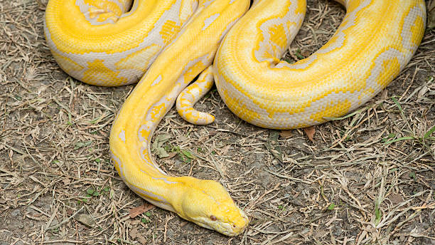 Gold Chine Python 230+ Big Snakes Eating Stock Photos, Pictures & Royalty-Free Images ...