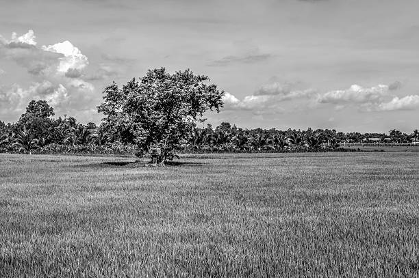 istock Lonely tree in field. Black and white 503718570