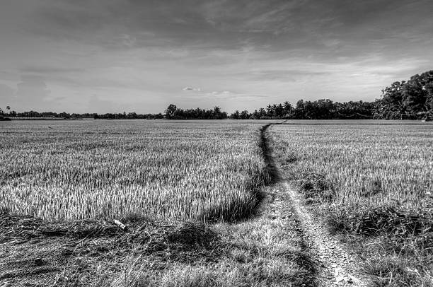 istock Lonely footpath in fresh field. Black and white 503718874