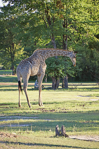istock Wild Giraffe in Zambia 503719504
