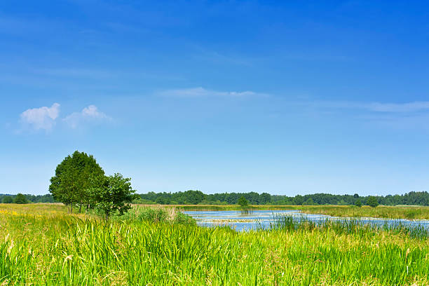 istock Lake on a green meadow 503725527