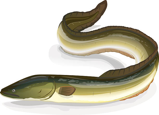 Eel fish Realistic fish european eel, eps10 isolates on white saltwater eel stock illustrations