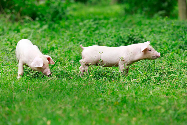 istock Young pig on a spring green grass 503726195