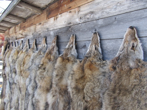 A farmer's trapped fur from pests on the farm like coyotes, beavers and skunk hang ready for sale on an old barn in Alberta Canada.