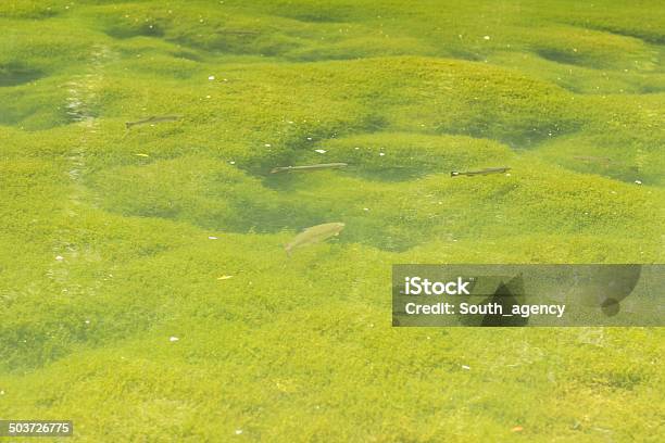 Pesce - Fotografie stock e altre immagini di Acqua - Acqua, Acqua dolce, Acqua fluente