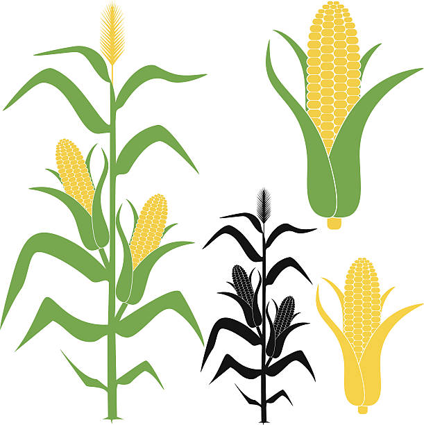 illustrazioni stock, clip art, cartoni animati e icone di tendenza di pannocchia - corn corn crop corn on the cob food