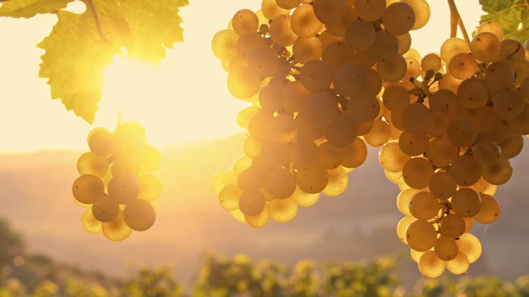 DS Bunches of white grapes at sunrise