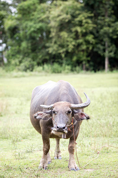 Thai Buffalo stock photo