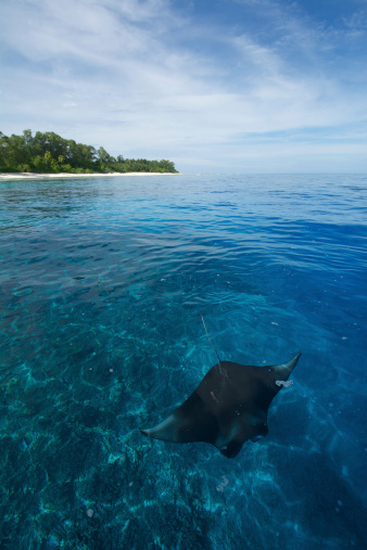 manta ray below the surface of the ocean on a clam day with transparent water. island in the background