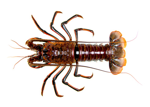 Top overhead view of a spiny lobster.