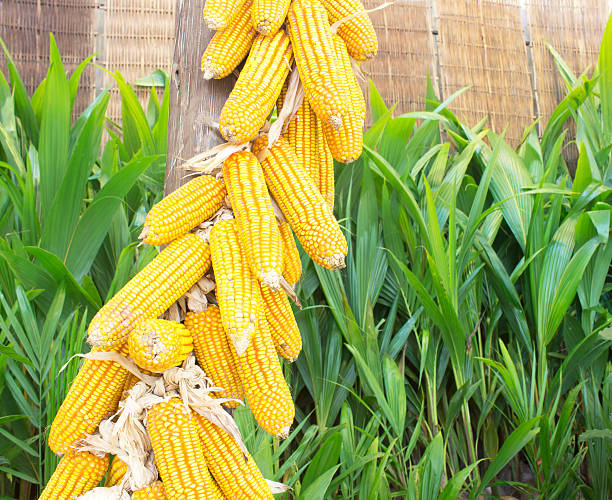 Piles of sweet corn, material for cornstarch.