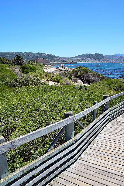 istock Pathway to Boulders Beach, South Africa 503729058