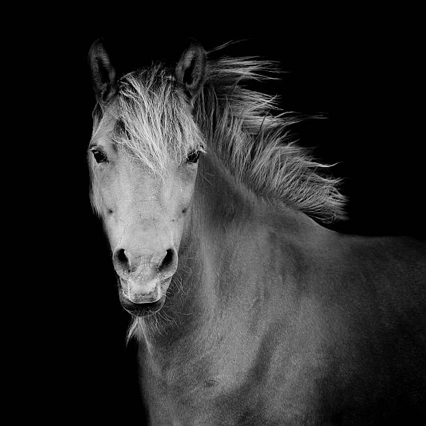 istock Back shot of a horse 503729439